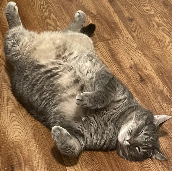 My cat Baxter stretched out on the floor flipped upside down, exposing his stomach.