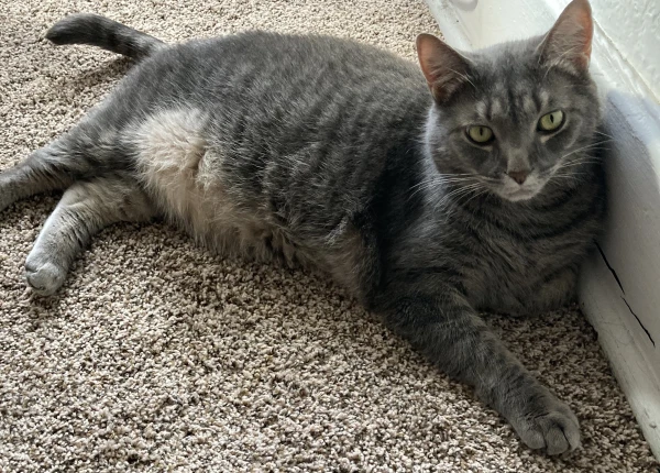 My cat Baxter laying against a wall looking at the camera.