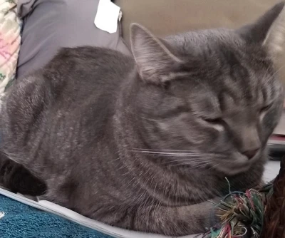 A young adulthood era photo of Baxter. In a classic cat position known as a cat loaf.