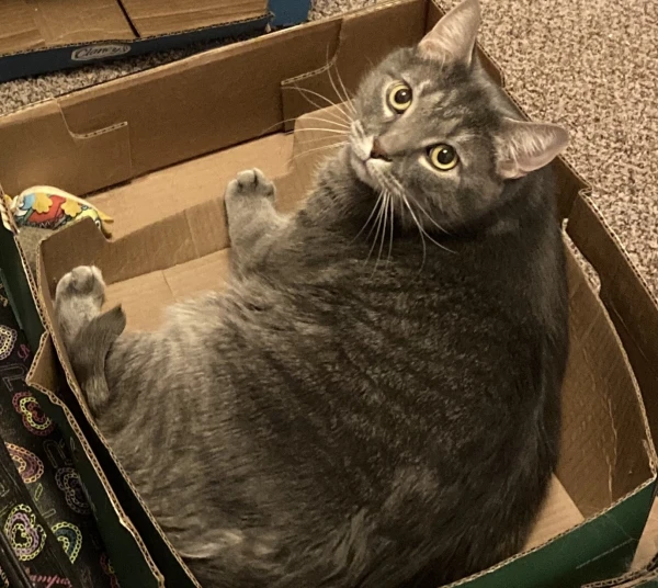 My cat Baxter curled up in a box looking up at the camera.