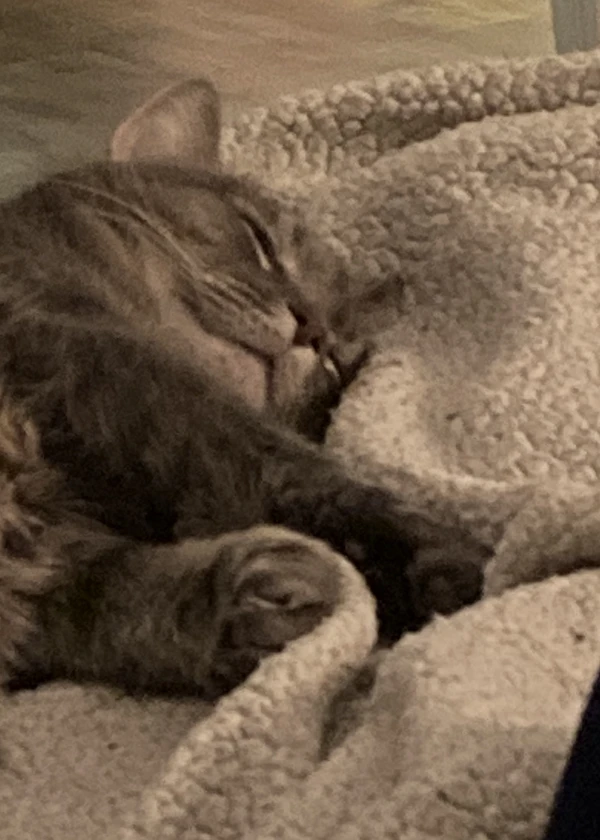 My cat Baxter laying in bed tucked under a blanket sleeping.