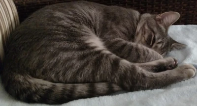 A young kitten era photo of Baxter. Partialy curled up sleeping on the couch.