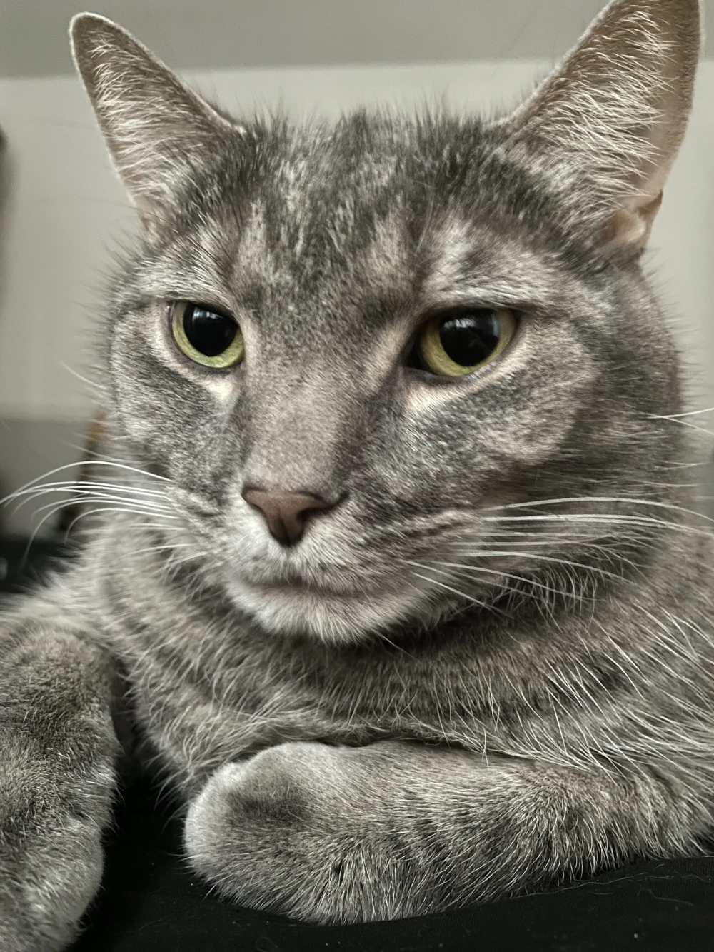 My cat baxter laying in bed looking at the camera.