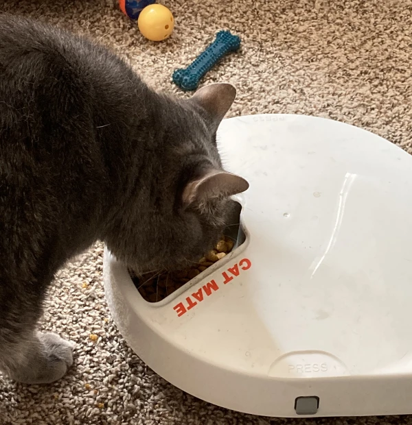 My cat Baxter eating from his auto feeder dish.
