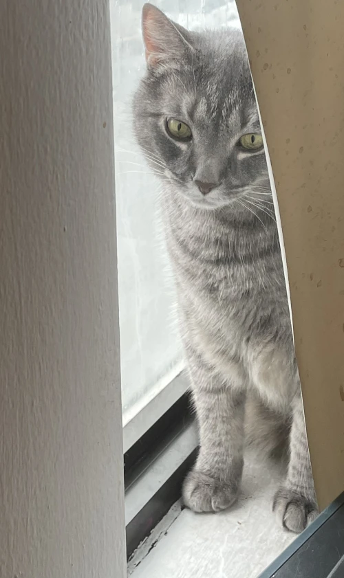 My cat Baxter looking out from behind a window blind.